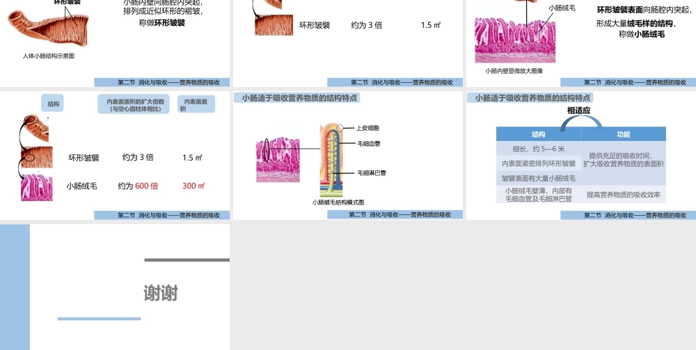 小肠适于吸收的结构特点.ppt