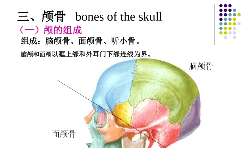 实验二 运动系统 骨骼.ppt