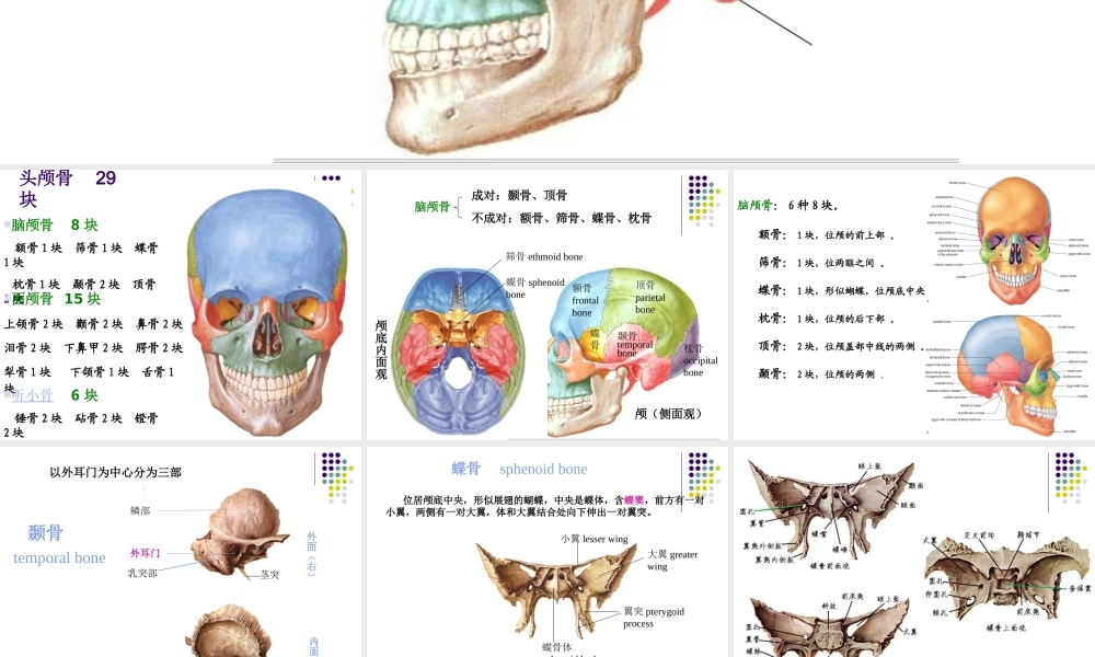 实验二 运动系统 骨骼.ppt