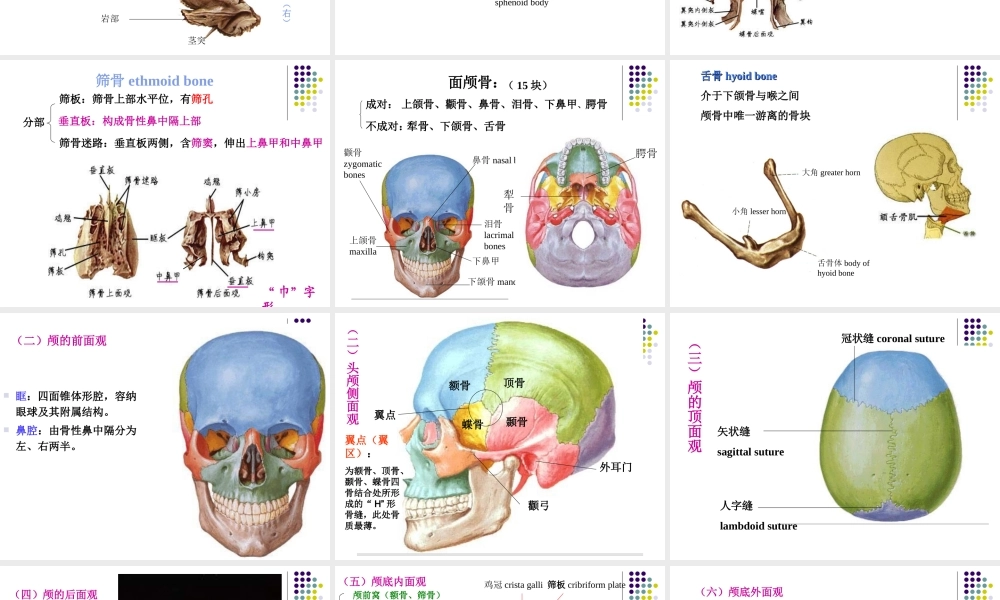 实验二 运动系统 骨骼.ppt