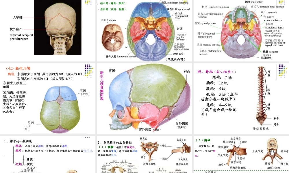 实验二 运动系统 骨骼.ppt