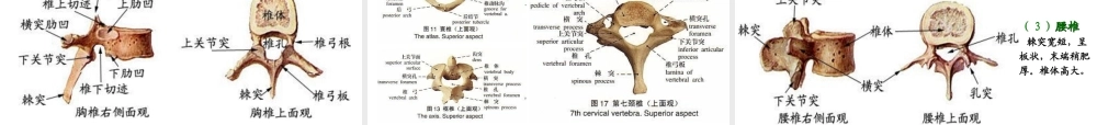 实验二 运动系统 骨骼.ppt