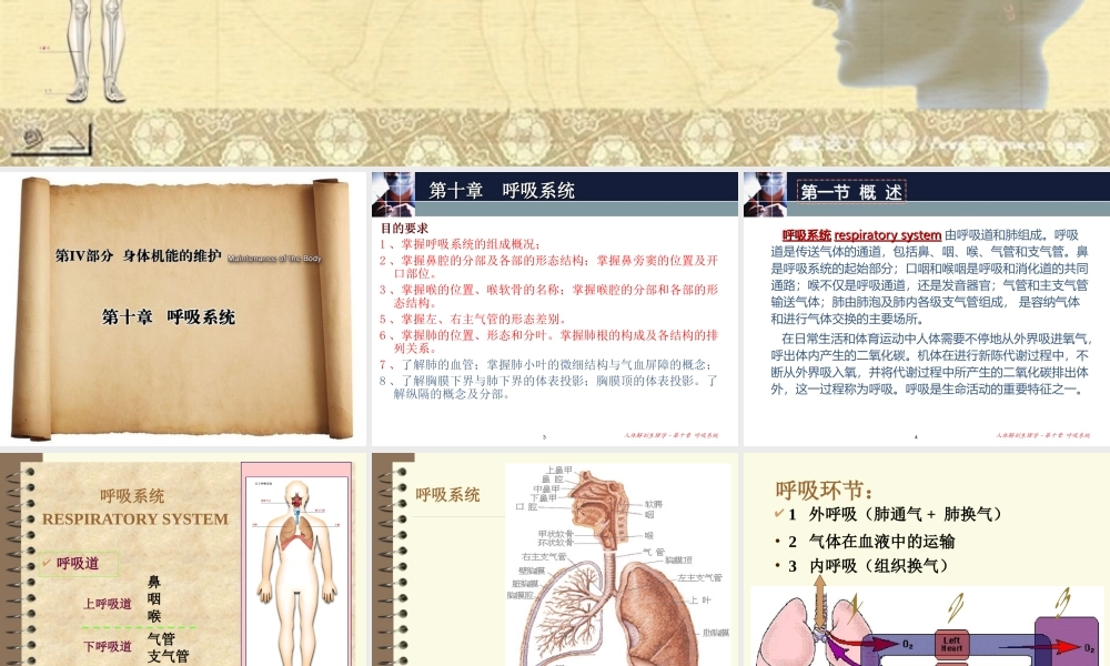 人体解剖生理学 第九章呼吸系统A(S).ppt