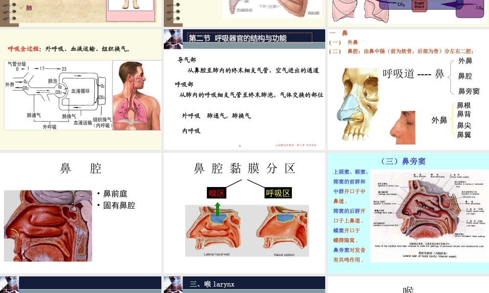 人体解剖生理学 第九章呼吸系统A(S).ppt