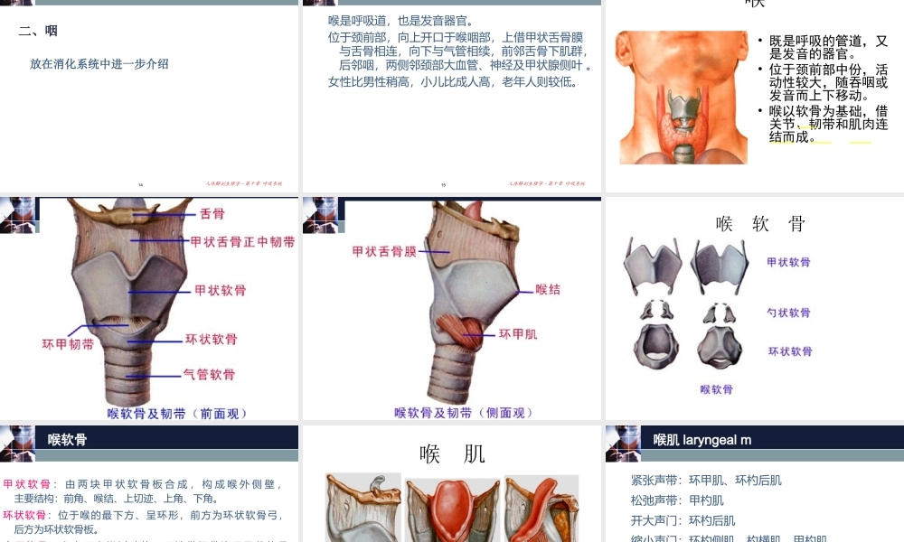 人体解剖生理学 第九章呼吸系统A(S).ppt