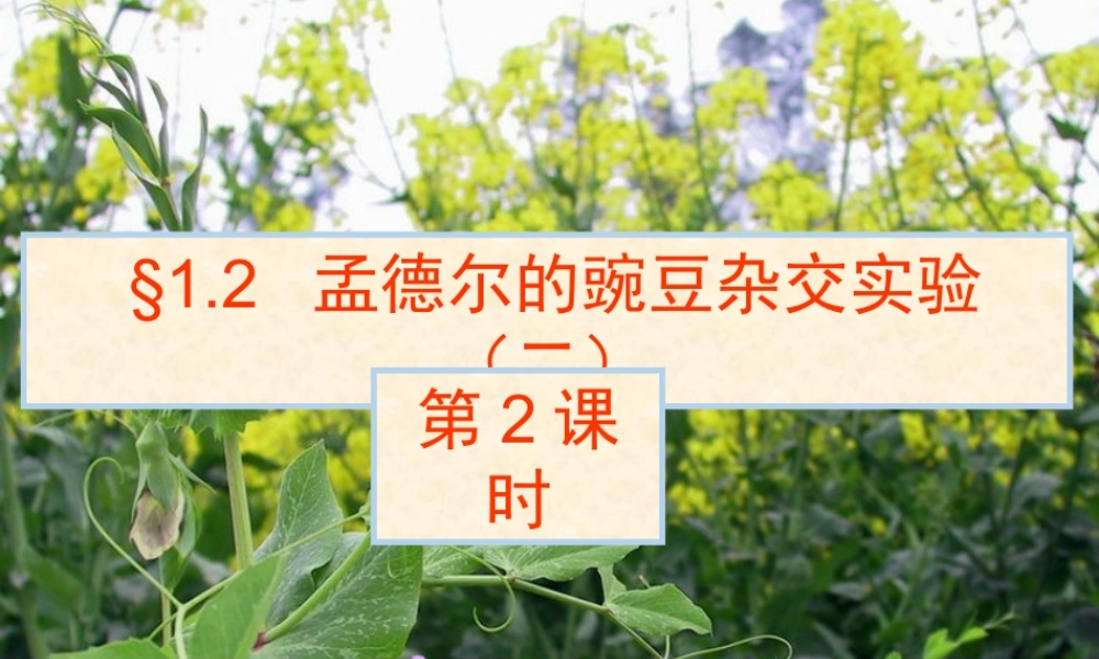 课件 孟德尔杂交实验（四）.pptx