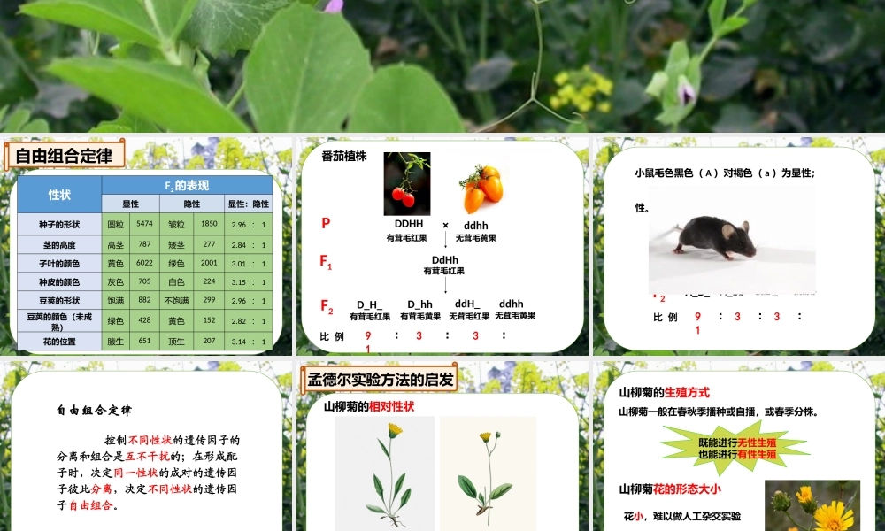 课件 孟德尔杂交实验（四）.pptx