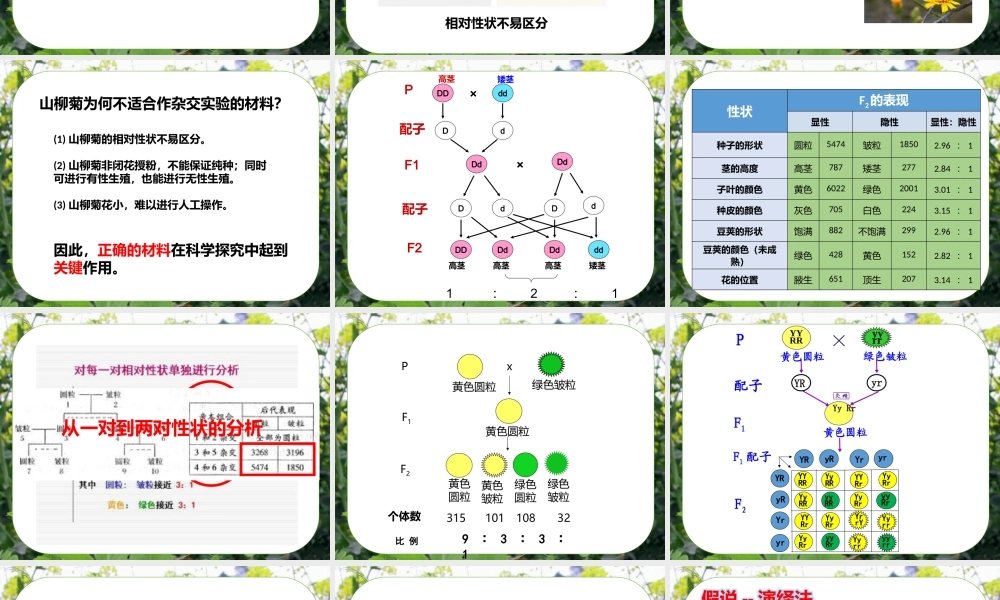 课件 孟德尔杂交实验（四）.pptx
