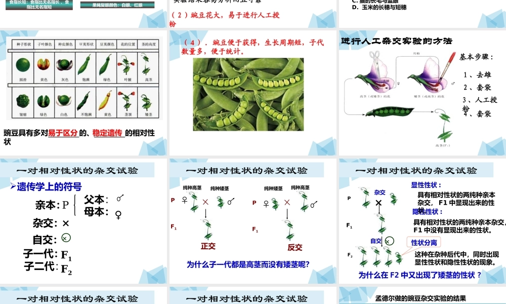 课件 孟德尔的豌豆杂交实验(一).pptx