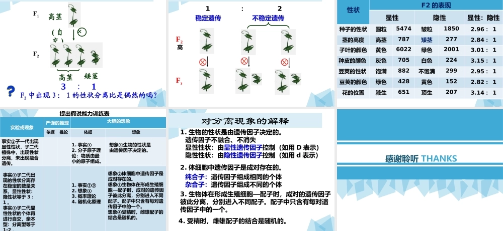 课件 孟德尔的豌豆杂交实验(一).pptx