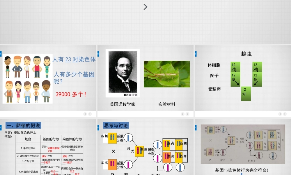 基因在染色体上（教学PPT）.pptx