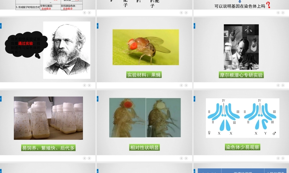 基因在染色体上（教学PPT）.pptx