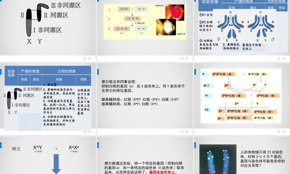 基因在染色体上（教学PPT）.pptx