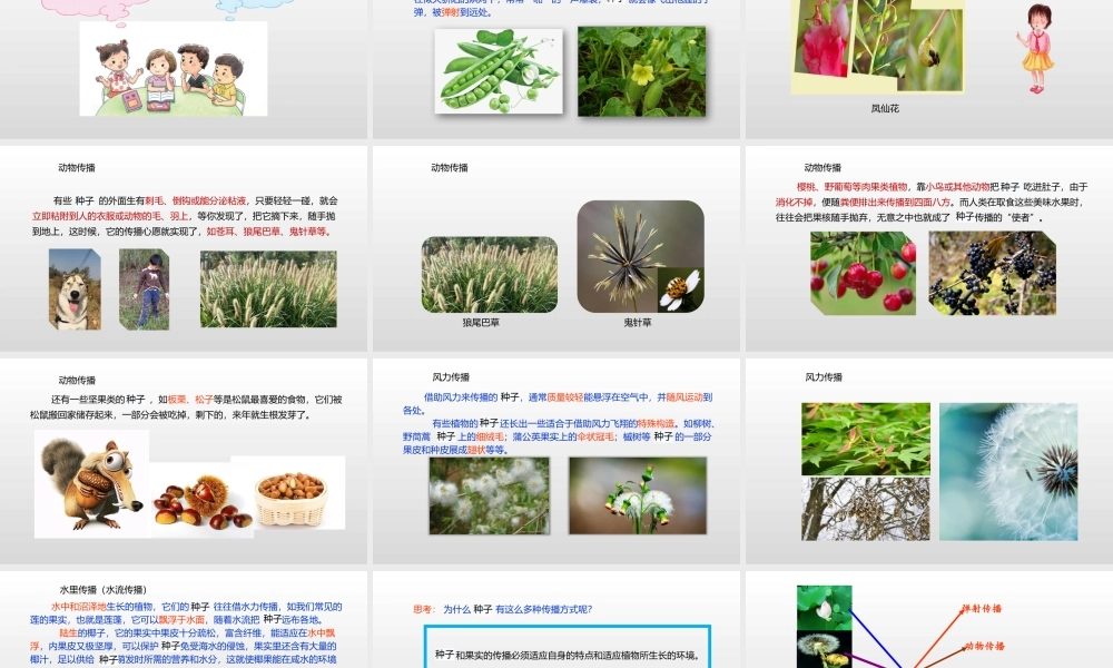 2022年教科版小学四年级下册《科学》第一单元植物的生长变化第7课时种了的传播课件.pptx