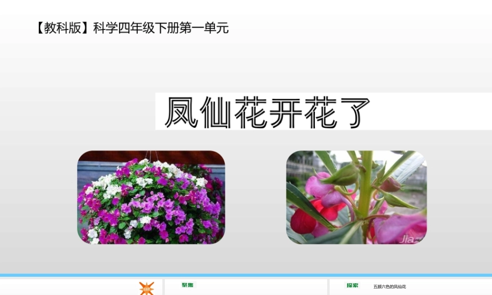2022年教科版小学四年级下册《科学》第一单元植物的生长变化第5课时凤仙花开花了课件.pptx