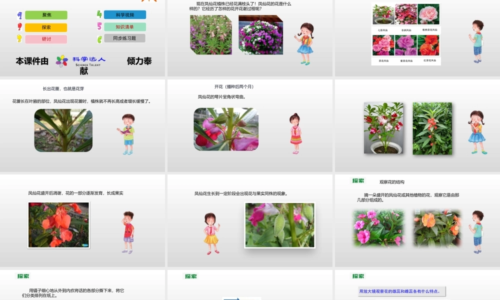 2022年教科版小学四年级下册《科学》第一单元植物的生长变化第5课时凤仙花开花了课件.pptx