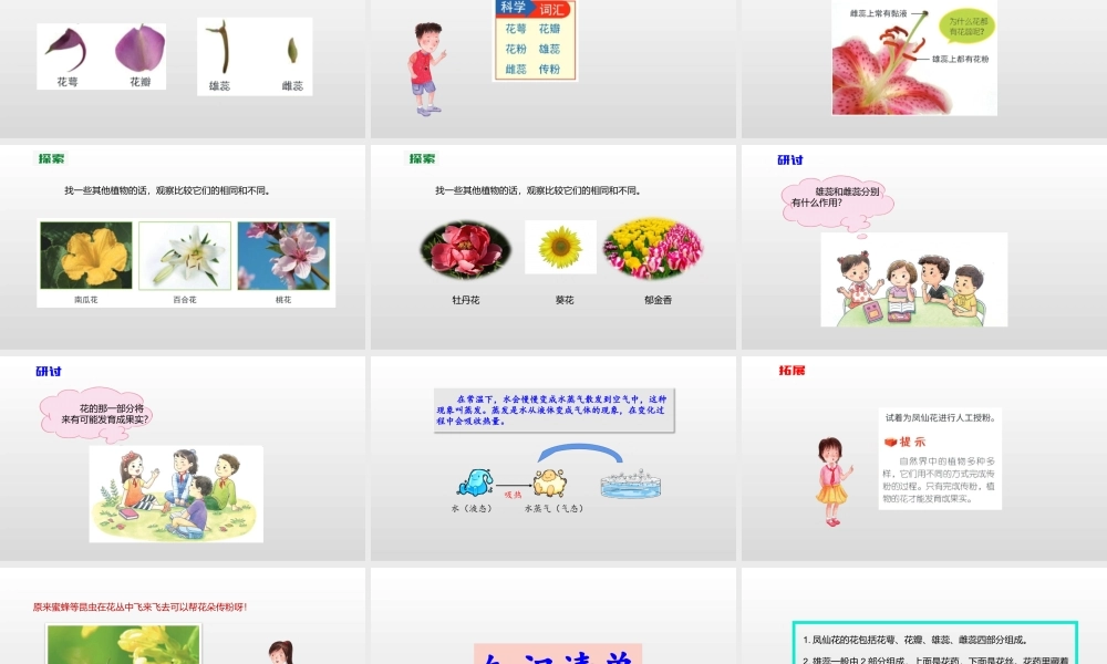 2022年教科版小学四年级下册《科学》第一单元植物的生长变化第5课时凤仙花开花了课件.pptx