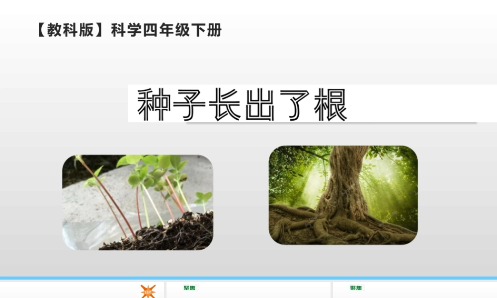 2022年教科版小学四年级下册《科学》第一单元植物的生长变化第3课时种子长出了根课件.pptx