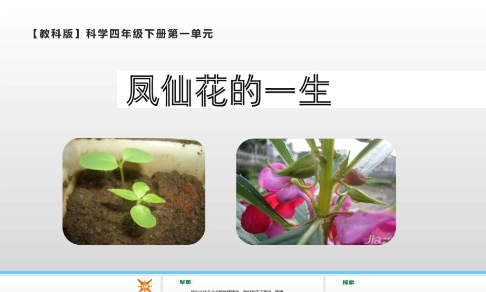 2022年教科版小学四年级下册《科学》第一单元植物的生长变化第8课时凤仙花的一生课件.pptx