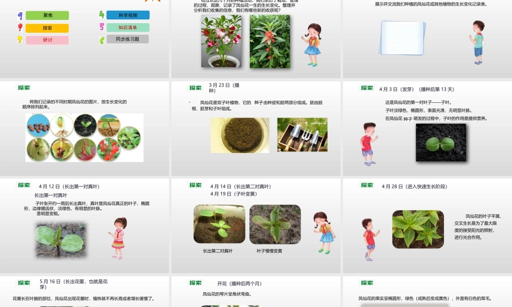 2022年教科版小学四年级下册《科学》第一单元植物的生长变化第8课时凤仙花的一生课件.pptx
