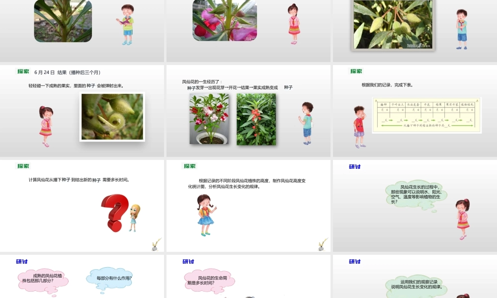 2022年教科版小学四年级下册《科学》第一单元植物的生长变化第8课时凤仙花的一生课件.pptx
