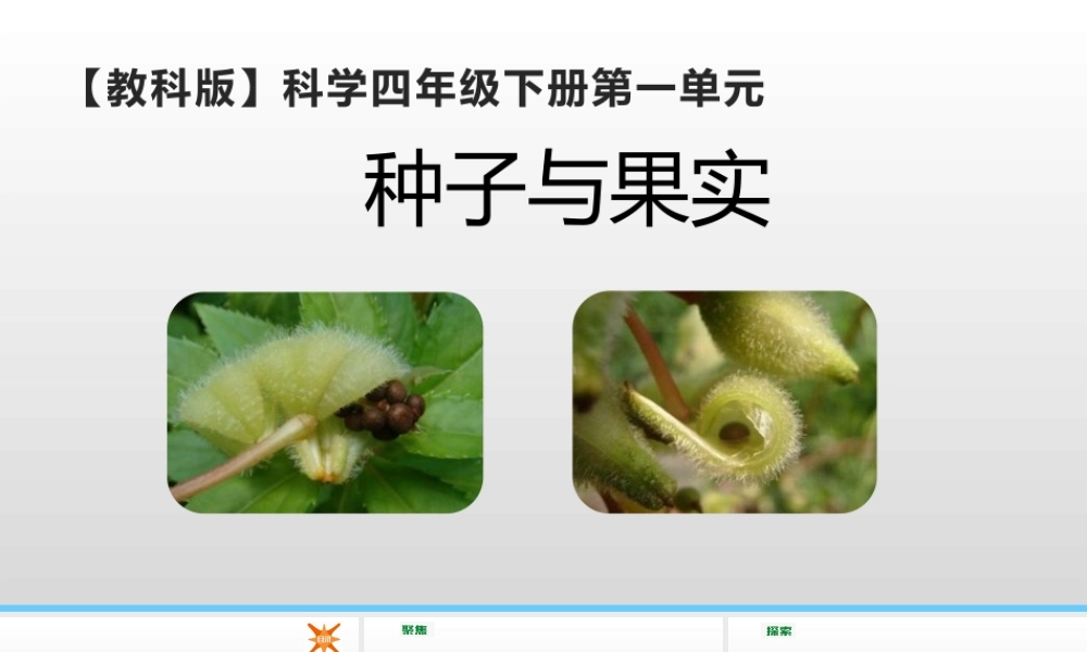 2022年教科版小学四年级下册《科学》第一单元植物的生长变化第6课时种子与果实课件.pptx