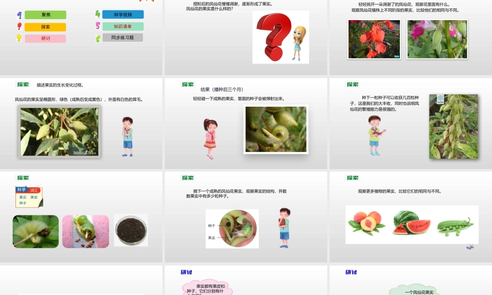 2022年教科版小学四年级下册《科学》第一单元植物的生长变化第6课时种子与果实课件.pptx