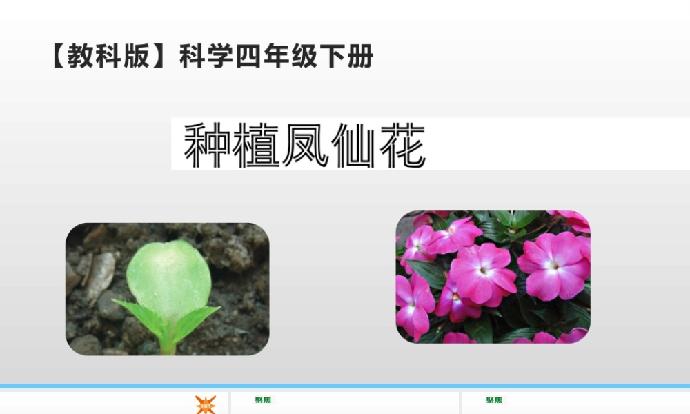 2022年教科版小学四年级下册《科学》第一单元植物的生长变化第2课时种植凤仙花课件.pptx