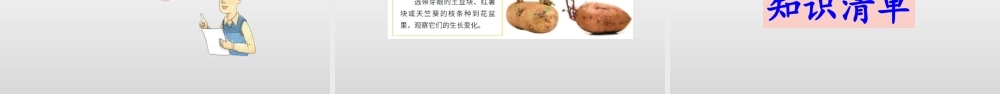 2022年教科版小学四年级下册《科学》第一单元植物的生长变化第2课时种植凤仙花课件.pptx