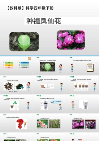 2022年教科版小学四年级下册《科学》第一单元植物的生长变化第2课时种植凤仙花课件.pptx