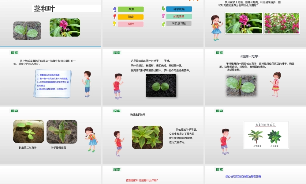 2022年教科版小学四年级下册《科学》第一单元植物的生长变化第4课时茎和叶课件.pptx