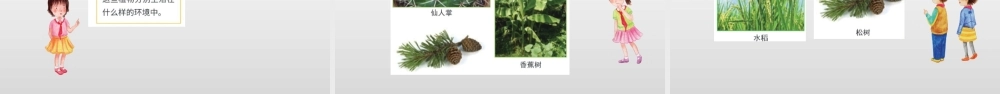 2022年教科版小学四年级下册《科学》第一单元植物的生长变化第4课时茎和叶课件.pptx