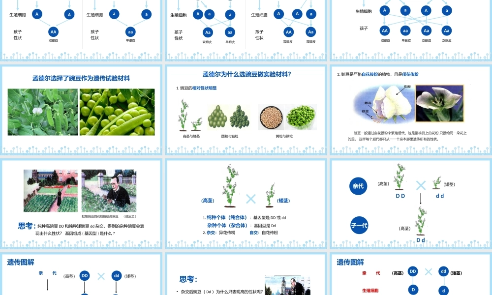 人教版八年级生物下册课件基因的显性和隐性PPT模板.pptx