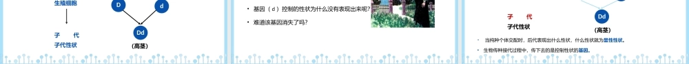 人教版八年级生物下册课件基因的显性和隐性PPT模板.pptx