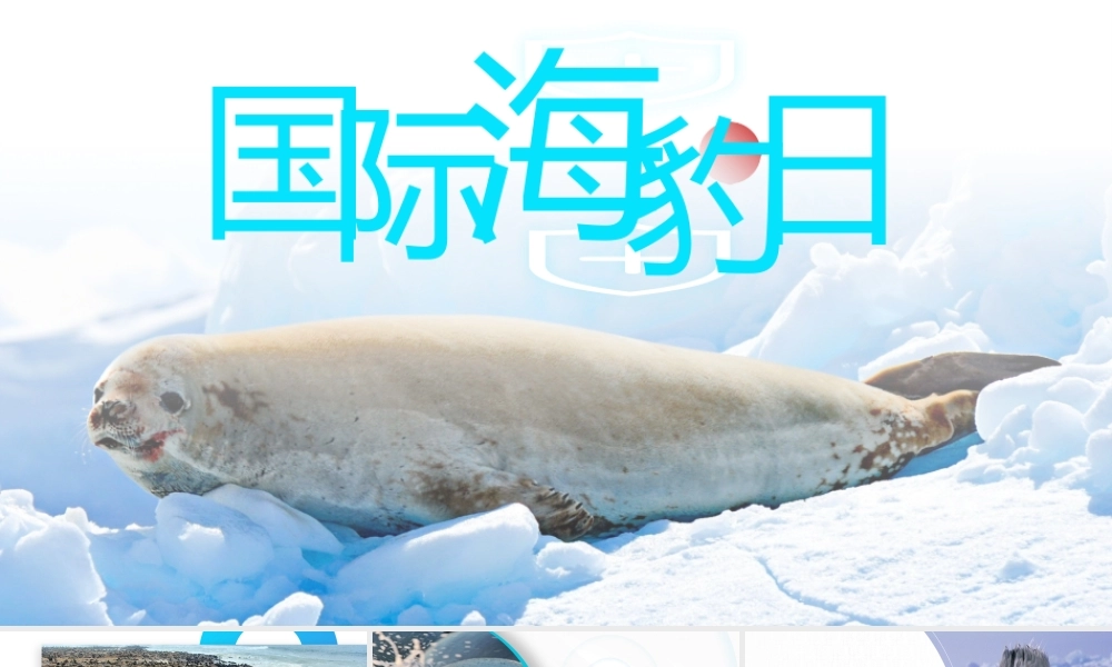保护野生动物-国际海豹日PPT课件（带内容）.pptx