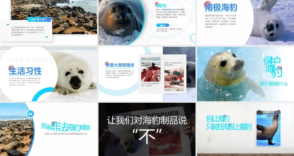 保护野生动物-国际海豹日PPT课件（带内容）.pptx