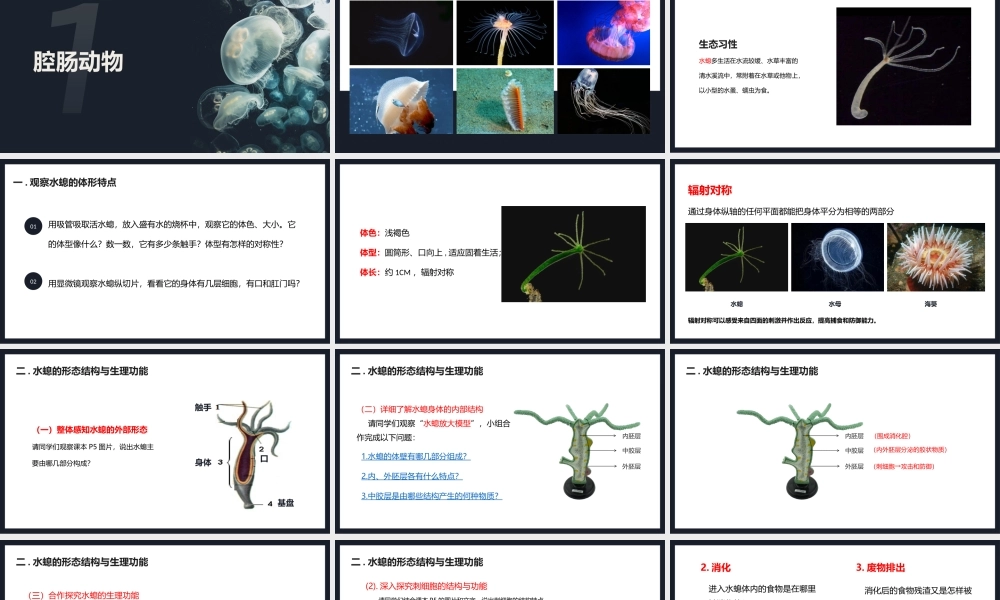 人教生物八年级上册《腔肠动物和扁形动物》PPT课件（带内容）.pptx