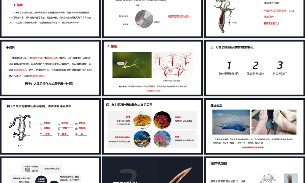 人教生物八年级上册《腔肠动物和扁形动物》PPT课件（带内容）.pptx