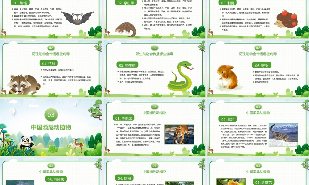 世界野生动植物日-保护野生动物我们在行动培训教育宣传PPT课件（带内容）.pptx
