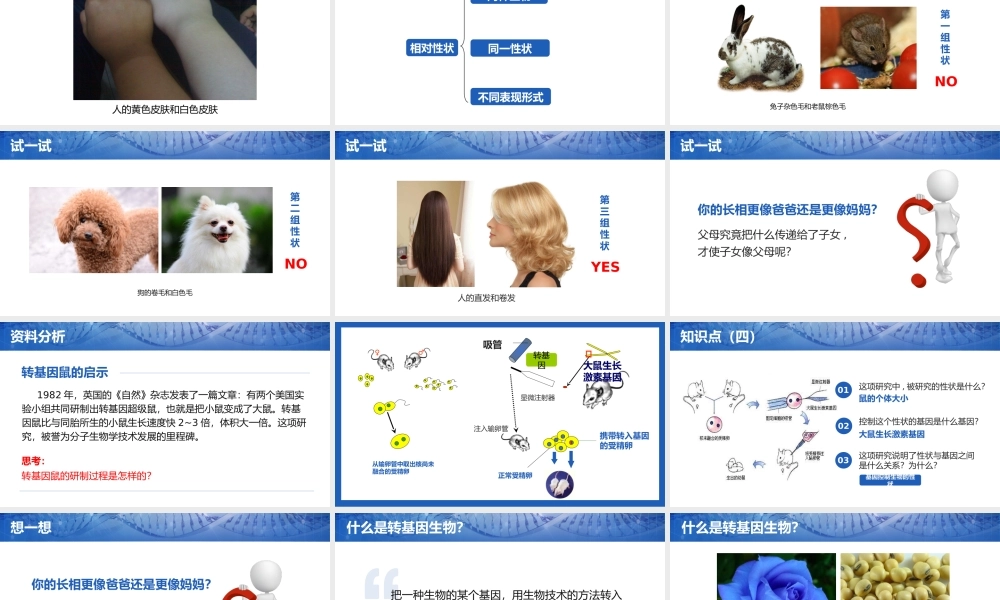 2021人教版生物八年级下册《基因控制生物的性状》PPT课件（带内容）.pptx