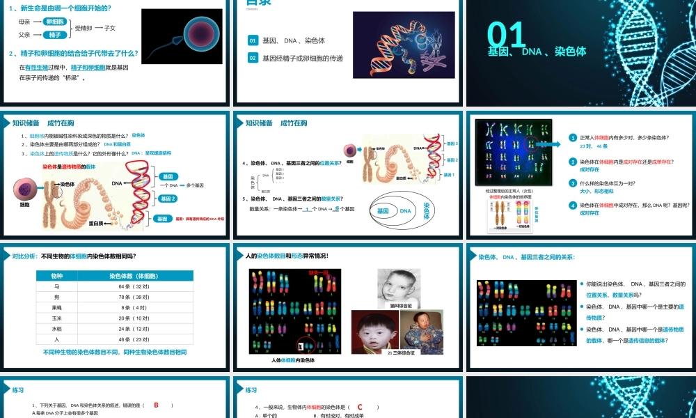 2021人教版生物八年级下册《基因在亲子代间的传递》PPT课件（带内容）.pptx