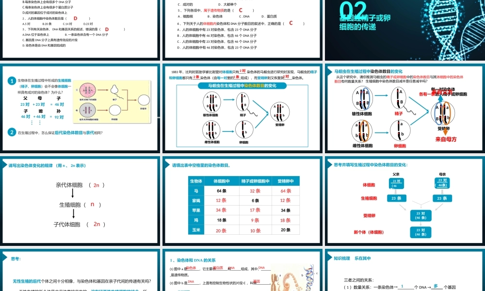 2021人教版生物八年级下册《基因在亲子代间的传递》PPT课件（带内容）.pptx