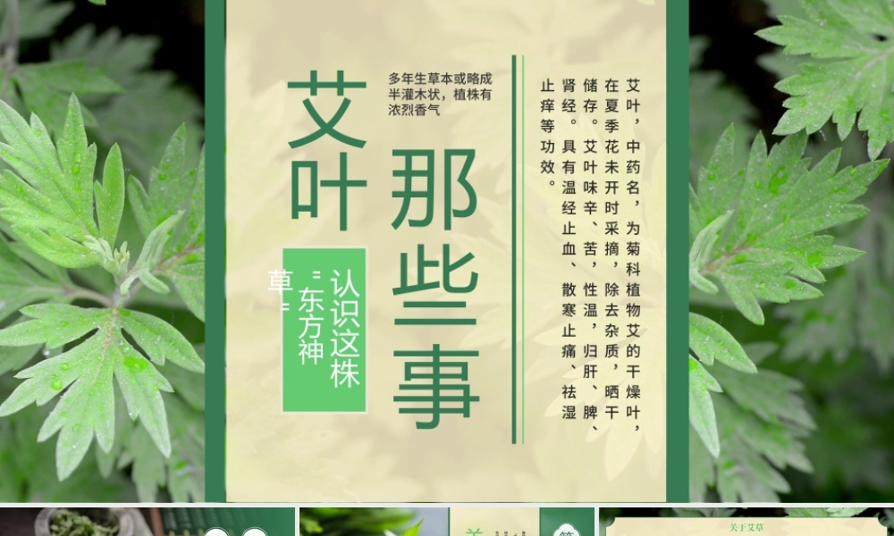 绿色中国风艾草的知识介绍 .pptx