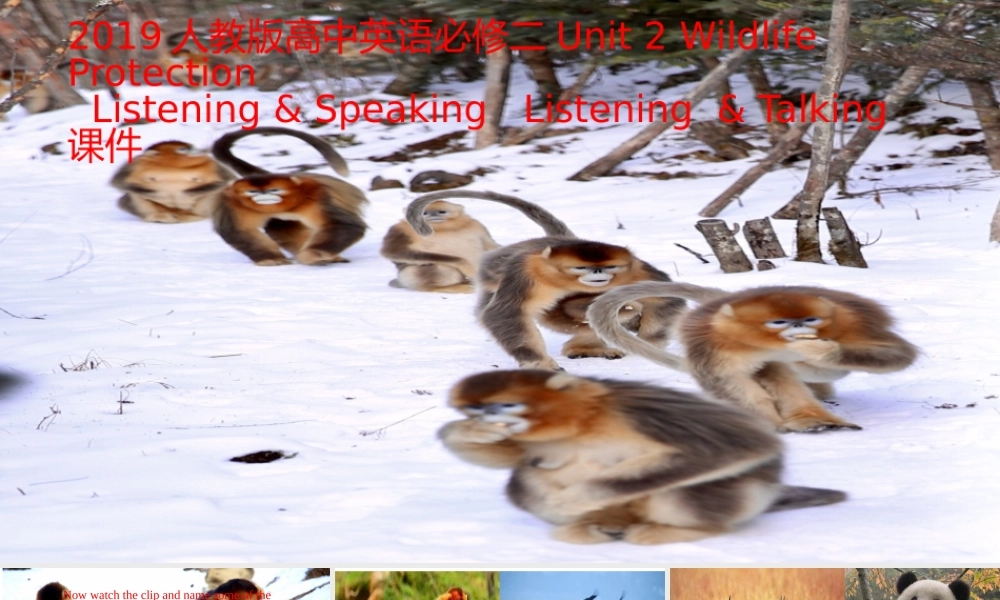 Unit 2 Wildlife Protection Listening&Speaking Listening &Talking-2021-2022学年高一英语精美课件 精美教案（必修二）（人教版2019）.pptx