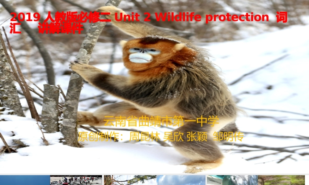 Unit 2 Wildlife Protection 词汇讲解课件 高一英语精美课件 精美教案（必修二）（人教版2019）.pptx