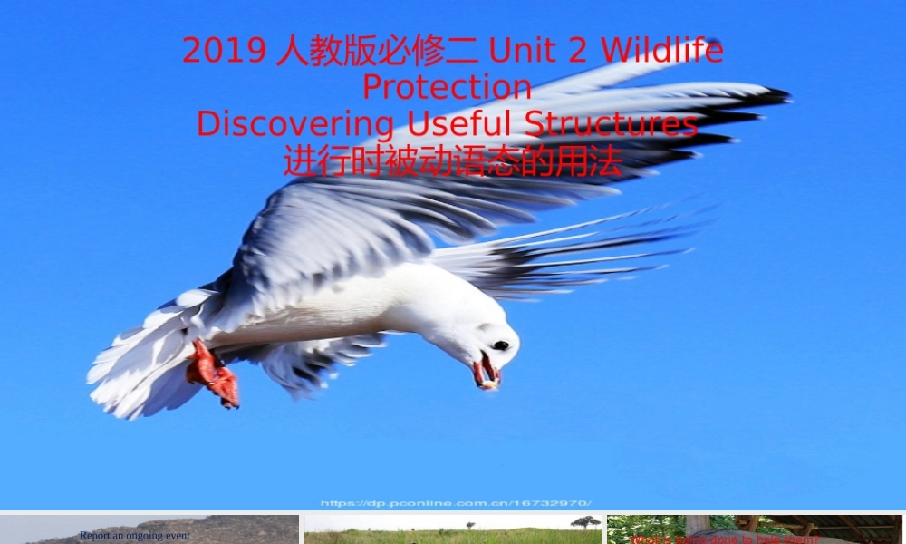 Unit 2 Wildlife Protection Discovering useful structures 进行时被动语态-2021-2022学年高一英语精美课件 精美教案（必修二）（人教版2019）.pptx